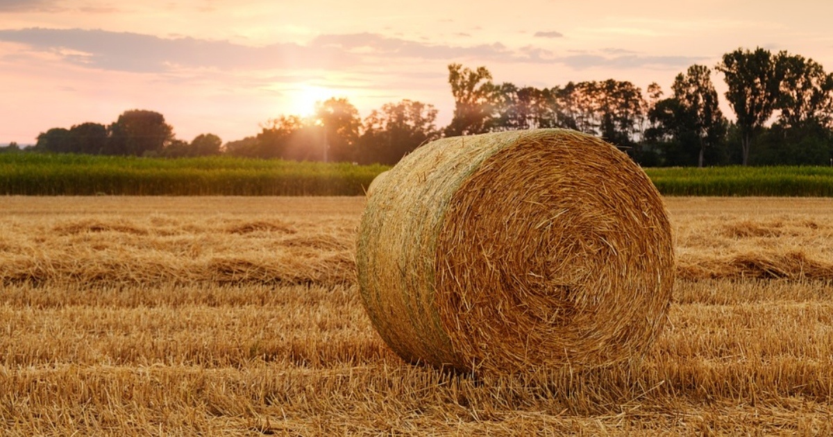 OLAF odhalil podvody pri priamych platbach