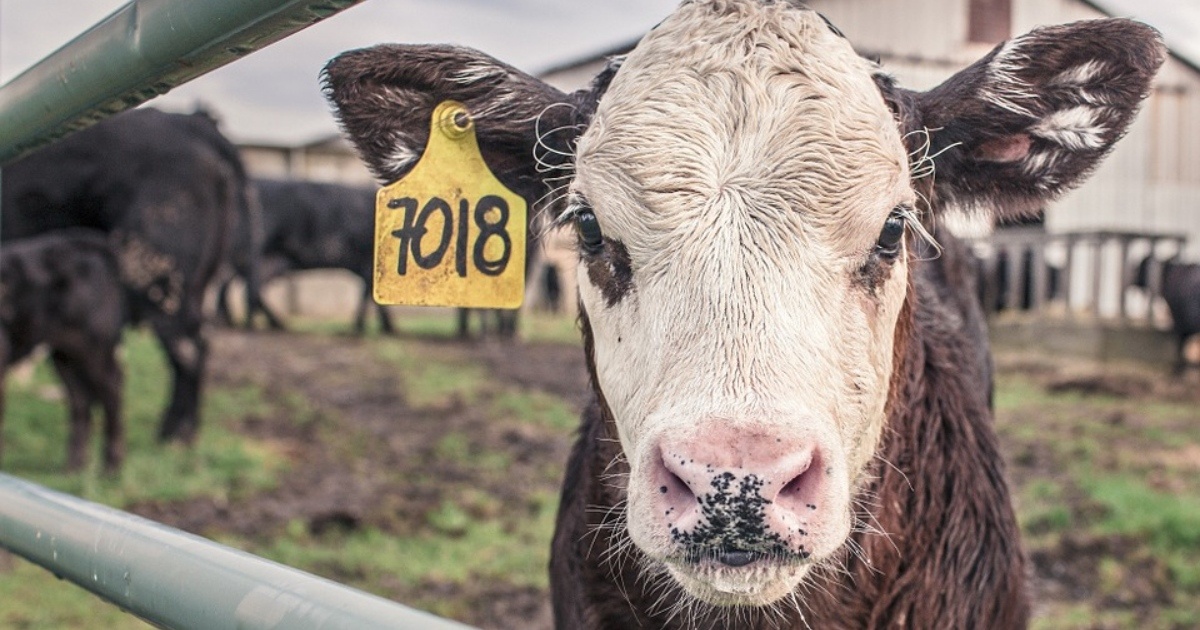 Agrorezort spúšťa podávanie žiadostí na platby pre chovateľov hospodárskych zvierat
