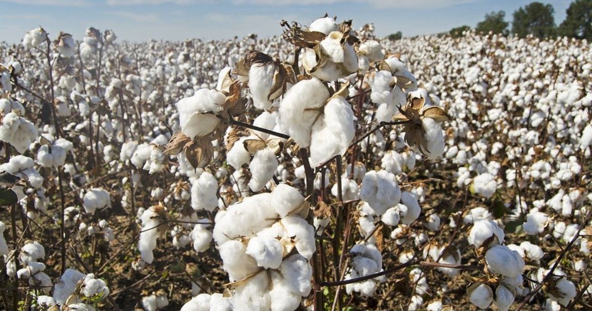 Čína spor o bavlnu