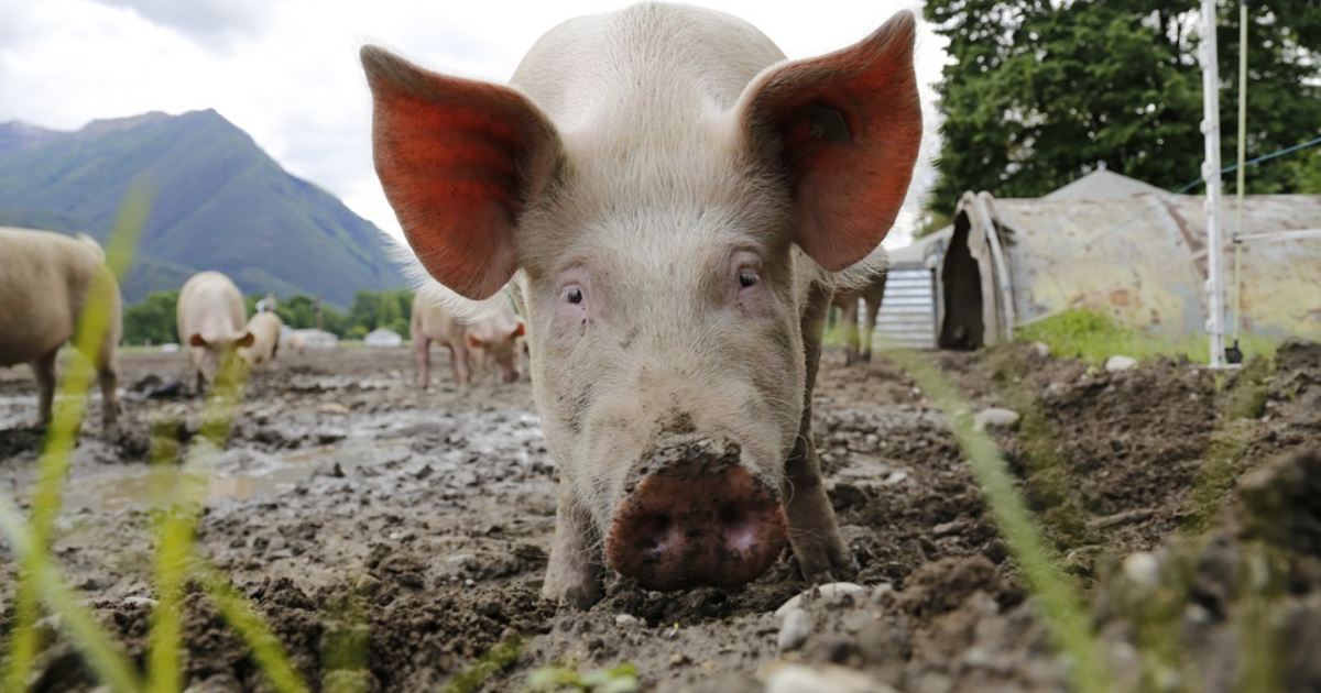 Zdražovanie mäsa a mäsových výrobkov